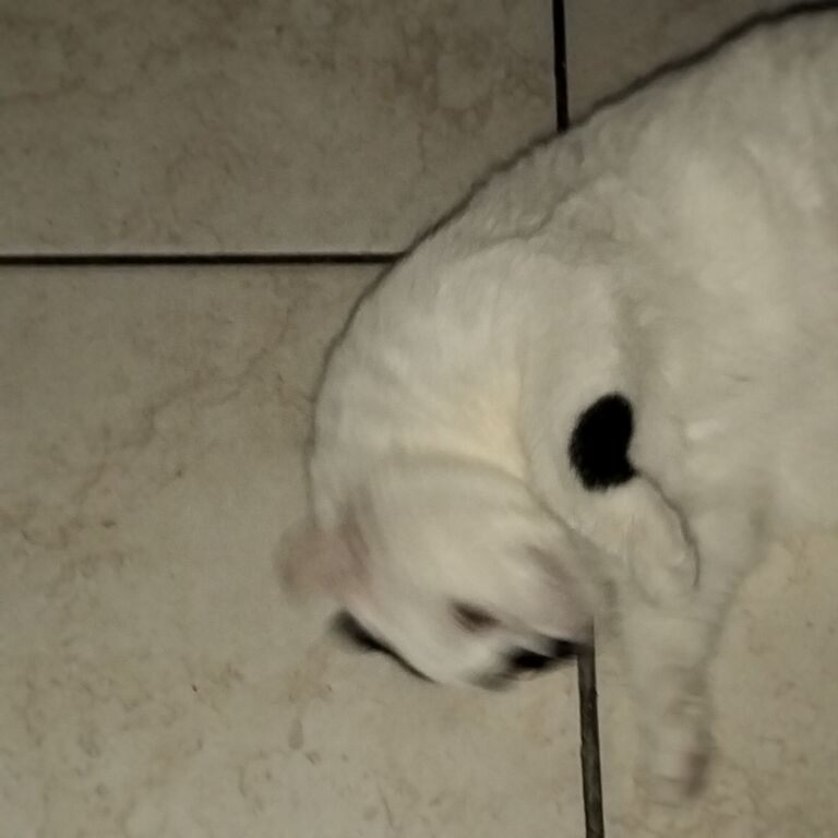5406500 Regalo gatto