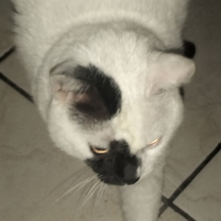 5406501 Regalo gatto