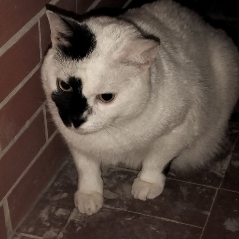 5406502 Regalo gatto