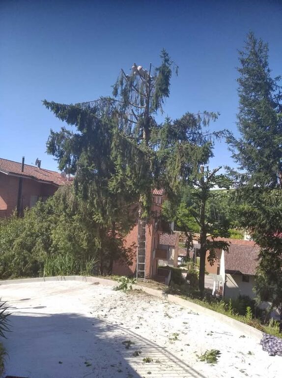 5382431 Servizi di giardinaggio e