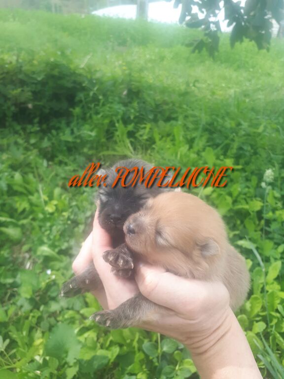 5401680  SPITZ VOLPINO POMERANIA NANO