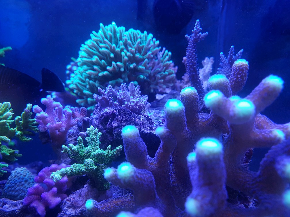 3761613 Tale e coralli spa acquario