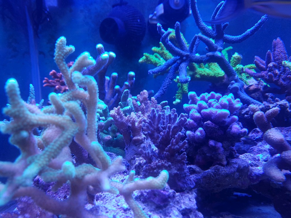 3761615 Tale e coralli spa acquario