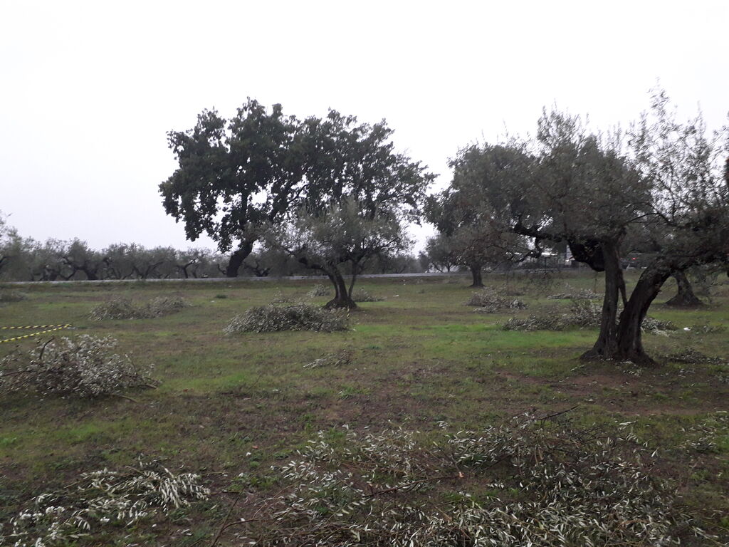 5365652  terreno edificabile mq3635