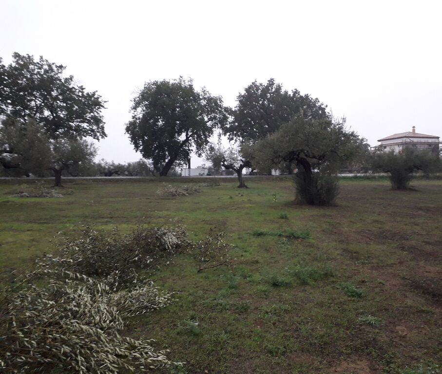 5403967  terreno edificabile mq3635