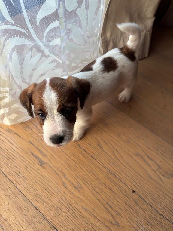5408206  Ultimi 2 cuccioli JackRussell