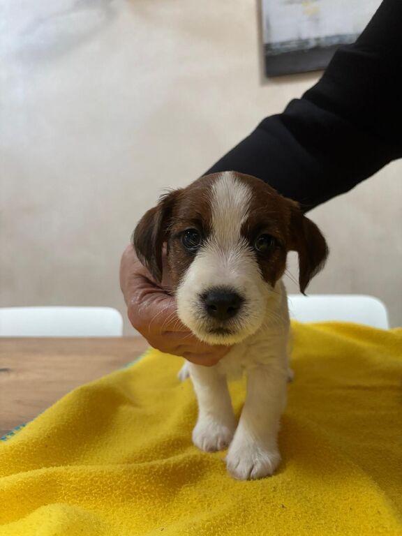 5408215  Ultimi 2 cuccioli JackRussell