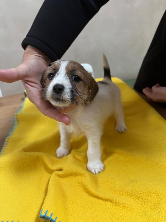 5408216  Ultimi 2 cuccioli JackRussell