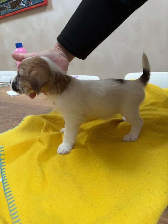 5408217  Ultimi 2 cuccioli JackRussell