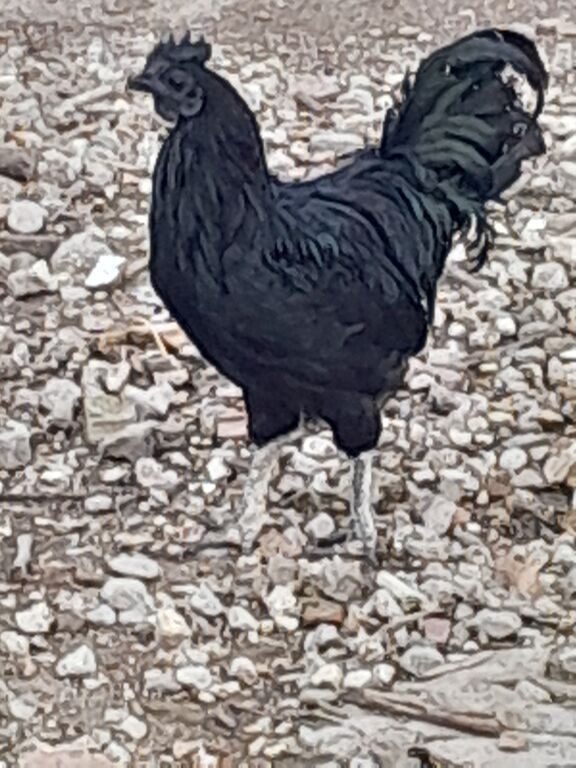 5377775 Uova feconde di aym cemani