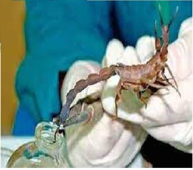 5404211 Vidatox verde da cuba