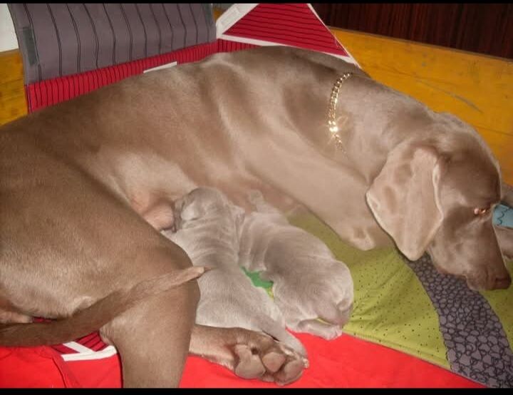 5359009  Weimaraner