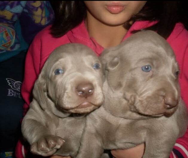 5359010  Weimaraner