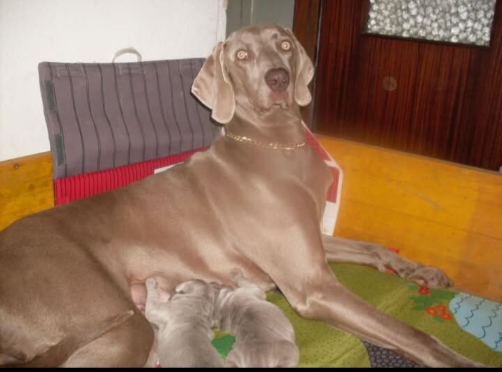 5359011  Weimaraner
