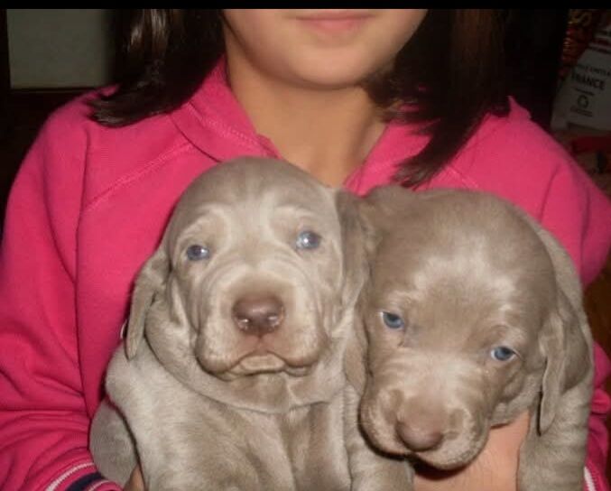 5359012  Weimaraner