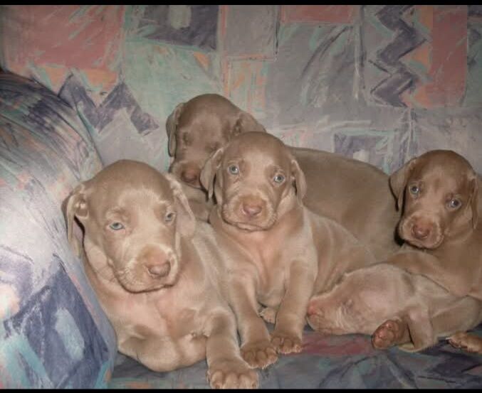 5359015  Weimaraner