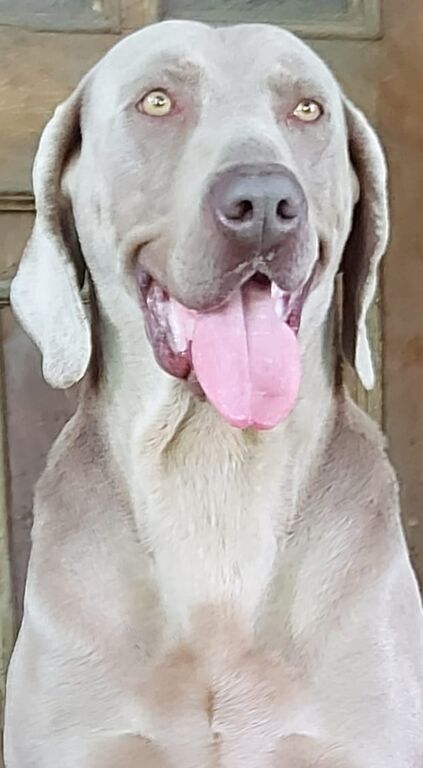 5375465  Weimaraner