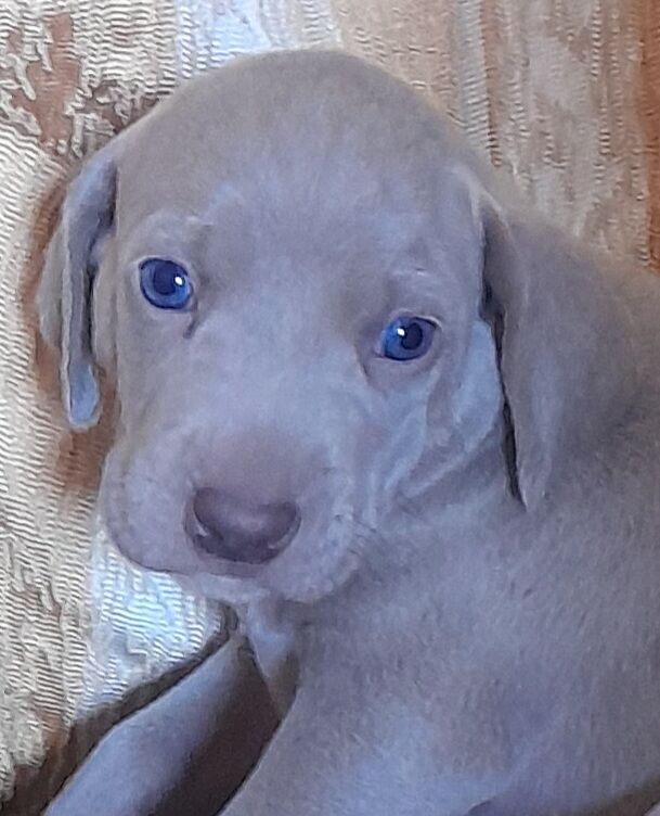 5375466  Weimaraner
