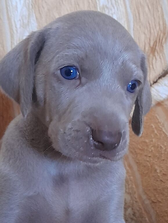5375467  Weimaraner