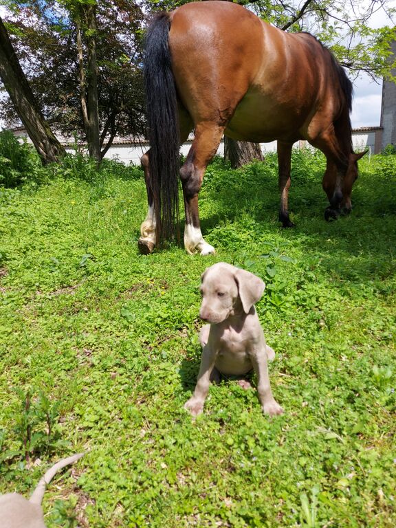 5375470  Weimaraner