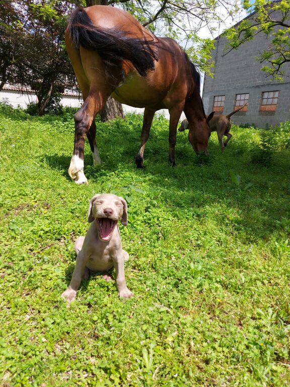5375471  Weimaraner